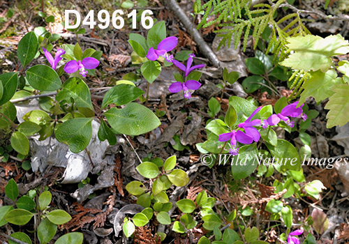 Polygala-paucifolia Fringed-Polygala Fringed-Milkwort