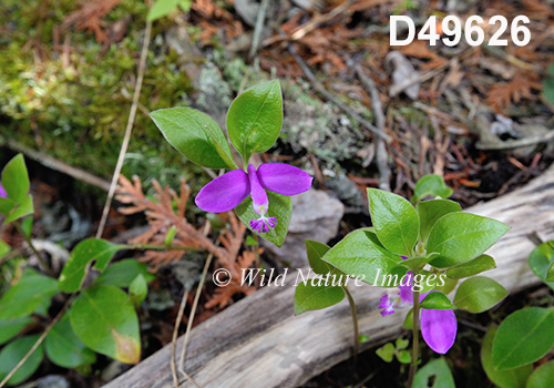 Polygala-paucifolia Fringed-Polygala Fringed-Milkwort