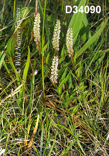 Polygala-senega Seneca-Snakeroot