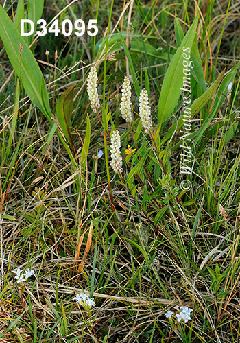 Polygala-senega Seneca-Snakeroot