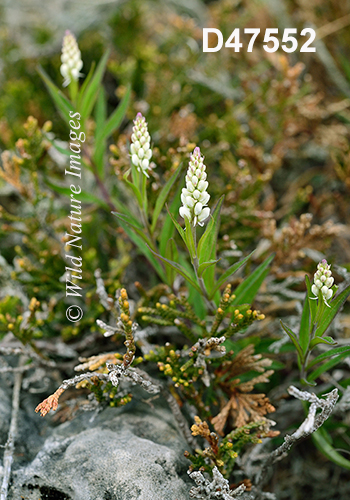 Polygala-senega Seneca-Snakeroot