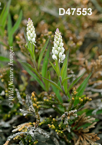 Polygala-senega Seneca-Snakeroot