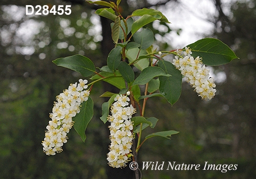 Prunus-virginiana Choke-cherry bitter-berry