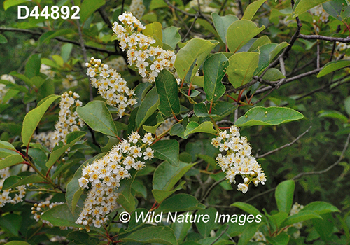 Prunus-virginiana Choke-cherry bitter-berry