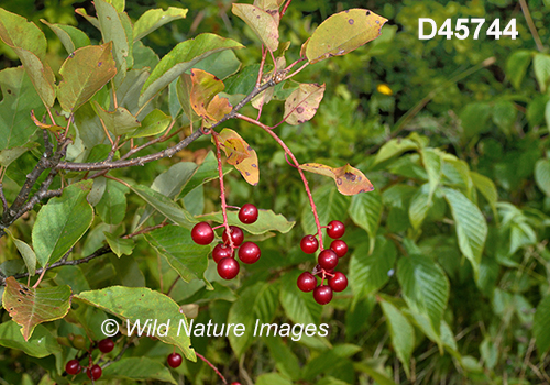 Prunus-virginiana Choke-cherry bitter-berry