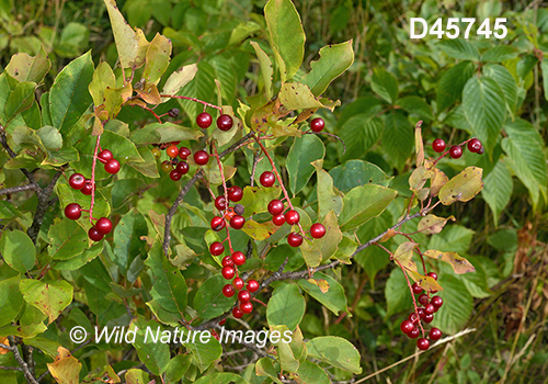 Prunus-virginiana Choke-cherry bitter-berry