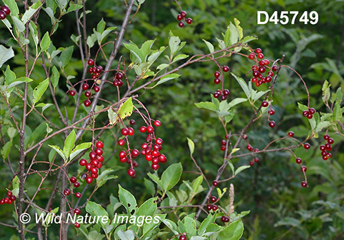 Prunus-virginiana Choke-cherry bitter-berry