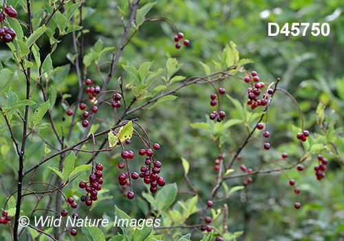 Prunus-virginiana Choke-cherry bitter-berry