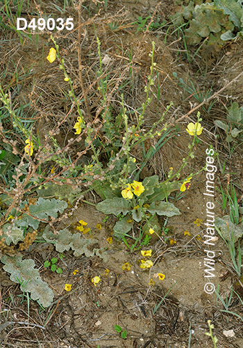 Verbascum-sinuatum Mediterranean-mullein