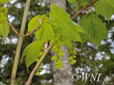 Acer-pensylvanicum striped-maple