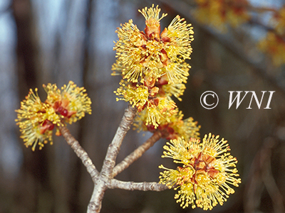 Acer-saccharinum silver-maple