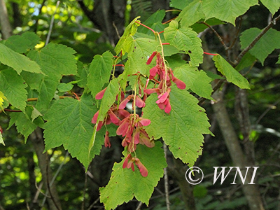 Acer-spicatum mountain-maple