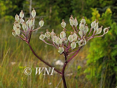 Arnoglossum-plantagineum Tuberous-Indian-plantain Cacalia-plantaginea