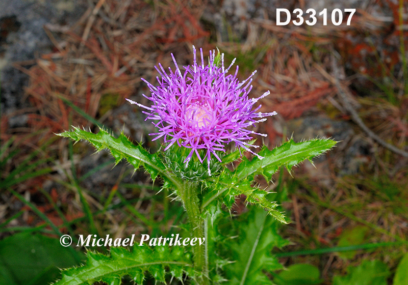 Cirsium-hillii