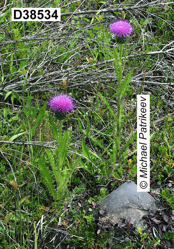 Cirsium-hillii
