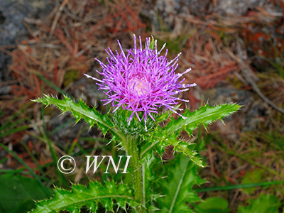 Cirsium-hillii Hill's-thistle