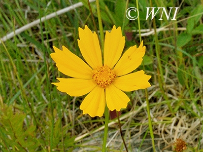 Coreopsis-lanceolata lance-leaved-coreopsis