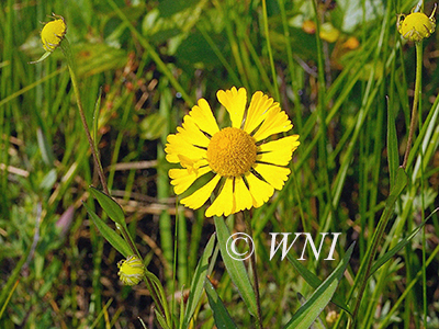 Helenium-autumnale common-sneezeweed