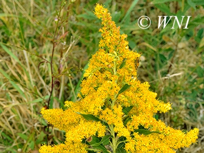 Solidago-altissima tall-goldenrod Solidago-canadensis-var.-scabra
