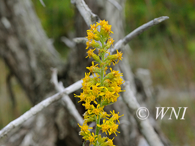 Solidago-hispida hairy-goldenrod