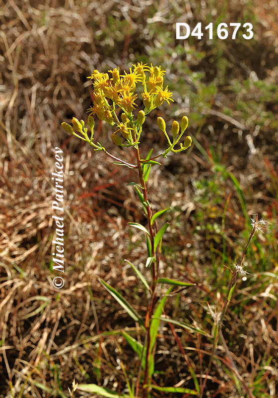 Solidago-houghtonii Houghton's-Goldenrod 