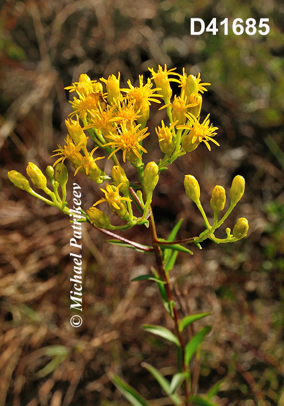 Solidago-houghtonii Houghton's-Goldenrod 