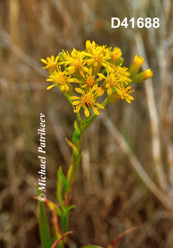 Solidago-houghtonii Houghton's-Goldenrod