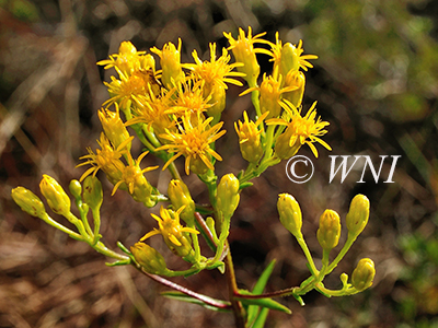 Solidago-houghtonii Houghton's-Goldenrod