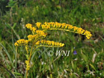 Solidago-juncea early-goldenrod