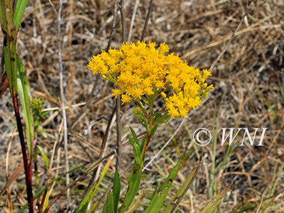 Solidago-ohioensis Ohio-goldenrod