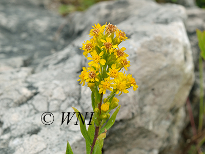 Solidago-ontarioensis Ontario-Goldenrod