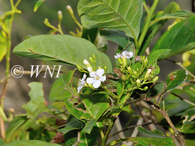 Bourreria-baccata pigeonberry Bourreria-succulenta