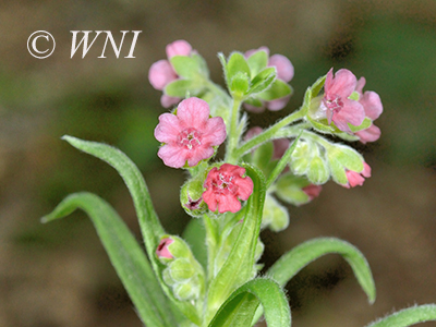 Cynoglossum-officinale common-hound's-tongue