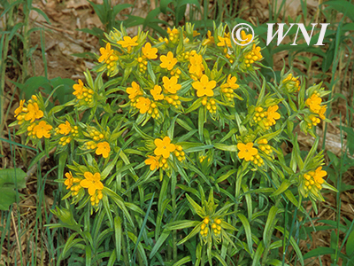 Lithospermum-caroliniense golden-puccoon