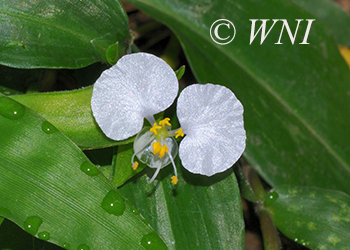 Commelinaceae (Spiderwort)