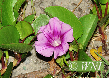 Convolvulaceae (Morning Glory)