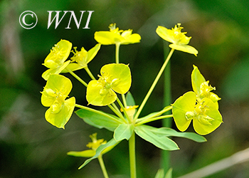 Euphorbiaceae (Spurge)
