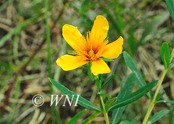 Hypericaceae (St. John’s-worts)