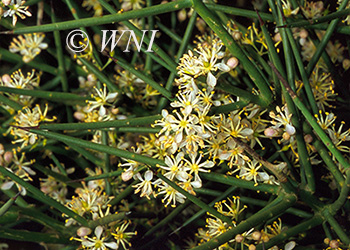 Koeberliniaceae (Koeberlinia)