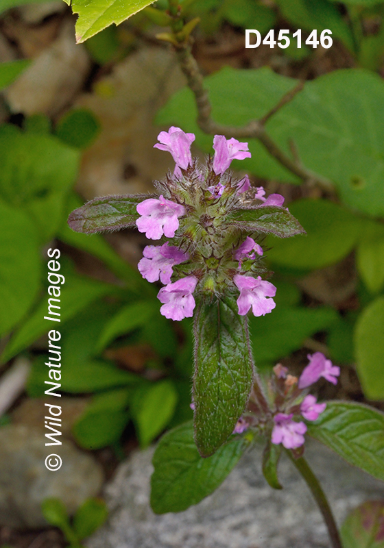 Clinopodium-vulgare wild-basil field-basil