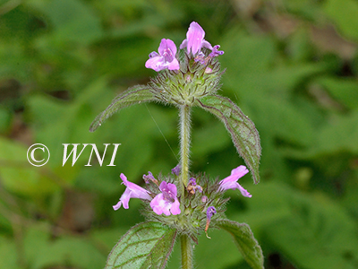 Clinopodium-vulgare wild-basil field-basil