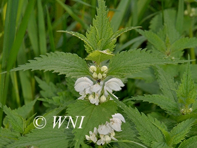 Lamium-album white-deadnettle