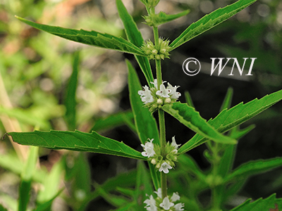 Lycopus-americanus American-water-horehound American-bugleweed