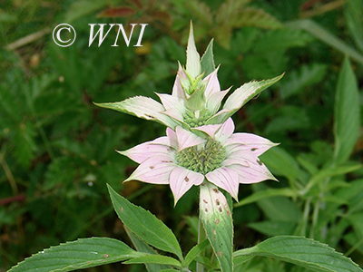 Monarda-punctata spotted-beebalm