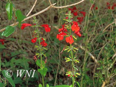 Salvia-coccinea tropical-sage