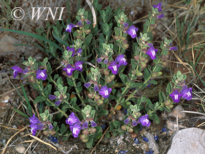 Scutellaria-resinosa resin-dot-skullcap
