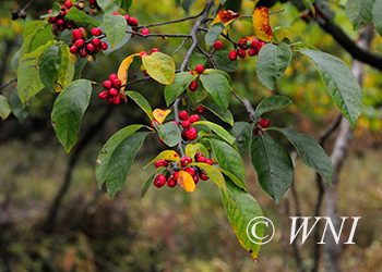 Lauraceae (Laurel)