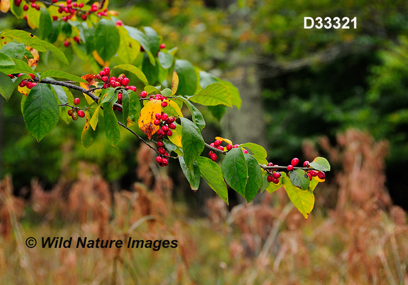 Lindera-benzoin common-spicebush