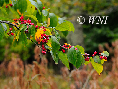 Lindera-benzoin common-spicebush
