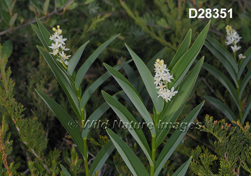 Maianthemum-stellatum